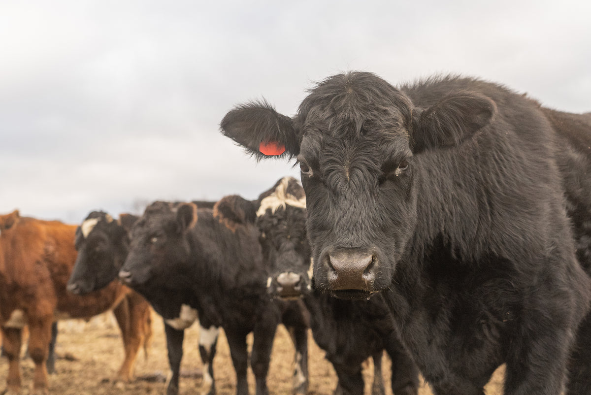 What is Beef Tallow? – Freedom Farms, Greene, NY