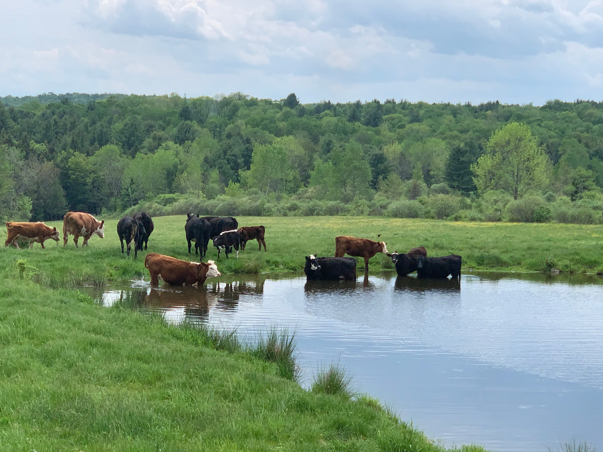 to Freedom Farms! Freedom Farms, Greene, NY