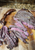 Steak Grill Packs - Sirloin